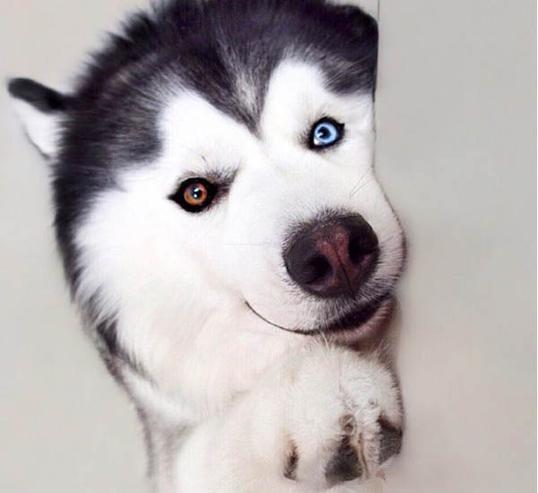 se apaixone pelo husky siberiano mais feliz do mundo pdd5