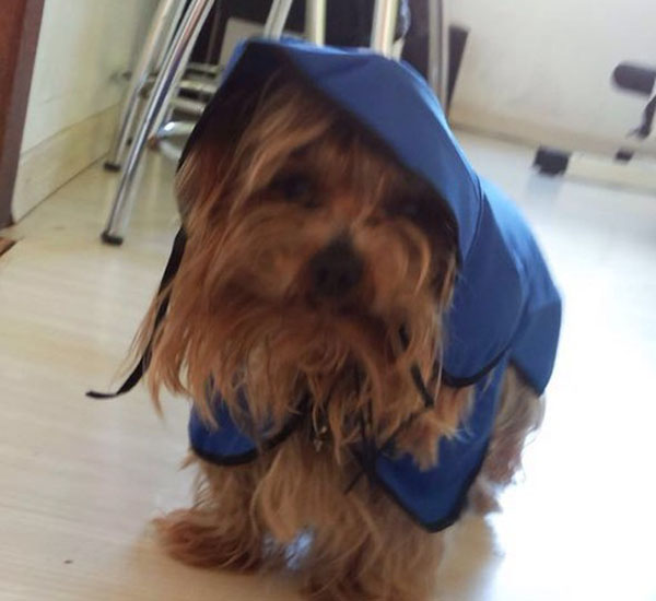 Após chutar e matar cachorro, homem é condenado em Porto Alegre 2 apos chutar e matar cachorro homem e condenado em porto alegre pdd2