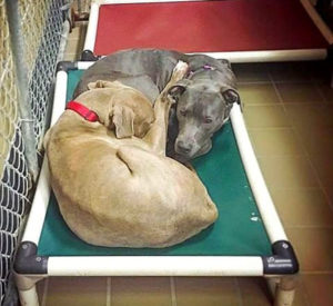 Apesar de cada cão ter a sua caminha, eles preferiam dormir juntinhos. (Foto: Reprodução / Life With Dogs / Devon Carr for Mahoning County Dog Pound & Adoption Center)