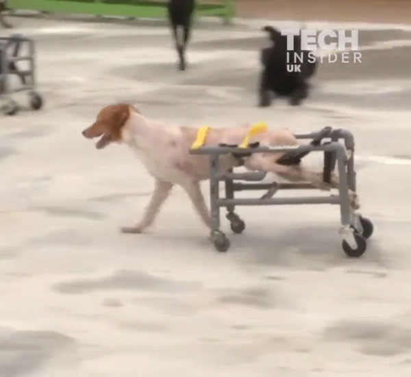 Homem constrói cadeiras de rodas para cães com tubos de água de plástico 1 homem constroi cadeiras de rodas para caes com tubos de agua de plastico pdd1