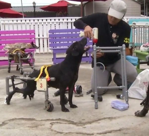 Homem constrói cadeiras de rodas para cães com tubos de água de plástico 3 homem constroi cadeiras de rodas para caes com tubos de agua de plastico pdd3