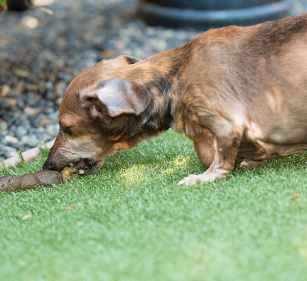 7 motivos que podem fazer os cães comerem fezes 3 motivos que fazem os caes comerem fezes pdd2
