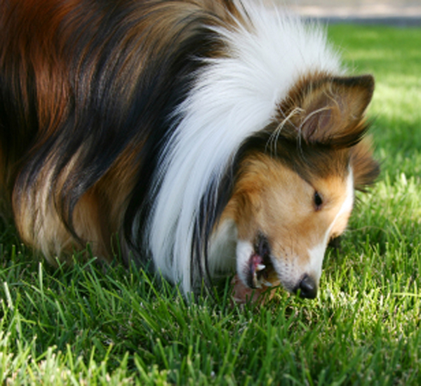 7 motivos que podem fazer os cães comerem fezes 4 motivos que fazem os caes comerem fezes pdd4