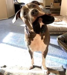 Motorista de caminhão de entrega adota amigo canino após tutora do animal falecer 3 motorista de caminhao de entrega adota amigo canino apos tutora do animal falecer pdd3
