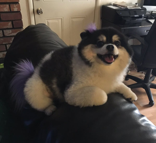 mulher fica receosa ao deixar sua cadelinha com seu sobrinho e faz lista de regras hilaria pdd3