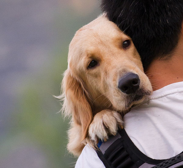 O que faz os cães serem animais tão amigáveis? 3 o que faz os caes serem animais tao amigaveis pdd3