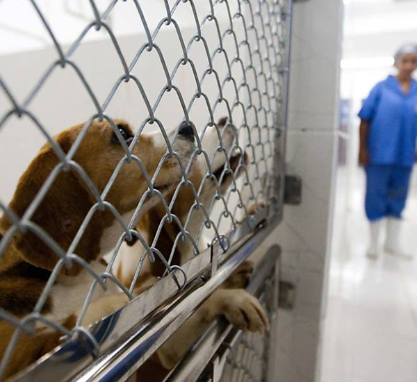 Projeto de lei que restringia o uso de animais vivos em faculdades é vetado por Geraldo Alckmin 3 projeto de lei que restringia o uso de animais vivos em faculdades e vetado por geraldo alckmin pdd4