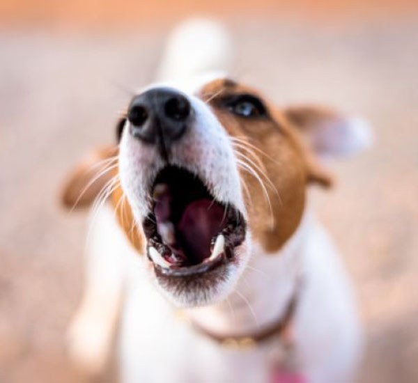 5 sinais de que seu cachorro esta se sentindo solitario pdd2