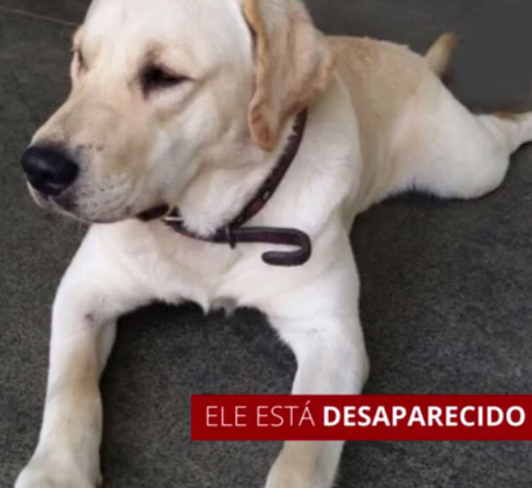 Cachorrinho mascote do Corpo de Bombeiros some e cabo pede colaboração da população 1 cachorrinho mascote do corpo de bombeiros some e cabo pede colaboracao da populacao pdd1