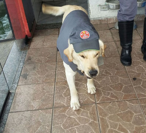 Cachorrinho mascote do Corpo de Bombeiros some e cabo pede colaboração da população 2 cachorrinho mascote do corpo de bombeiros some e cabo pede colaboracao da populacao pdd2