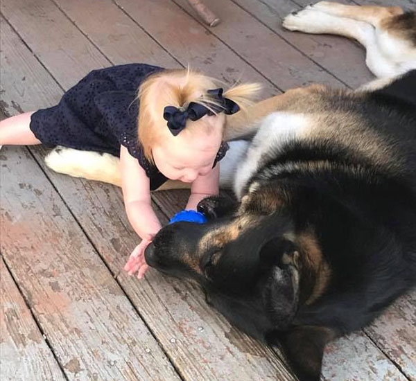 Cachorro expulsa invasor da casa de sua família e deixa marcas de sangue por todo lugar 3 cachorro expulsa invasor da casa de sua familia e deixa marcas de sangue por todo lugar pdd4
