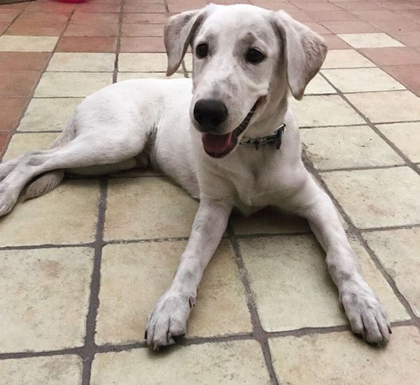 Namorada de Cristiano Ronaldo pede ajuda nas redes sociais para cãozinho abandonado 1 namorada de cristiano ronaldo pede ajuda nas redes sociais para caozinho abandonado pdd1