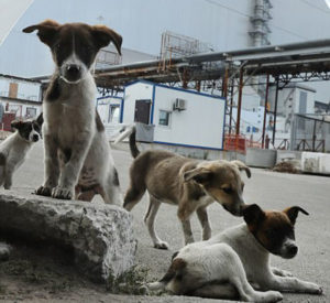 Os cachorros irão receber cuidados médicos e vacinas. (Foto: Reprodução / Daily Mail / Getty Images)