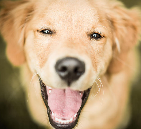 4 maneiras de perceber se o seu cão está ligado a você 3 4 maneiras de perceber se o seu cao esta ligado a voce pdd4