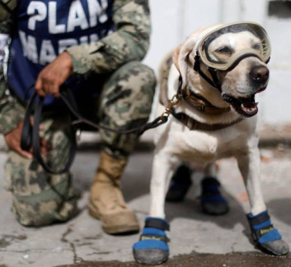 caes farejadores ajudam nas buscas por vitimas de terremotos no mexico pdd2