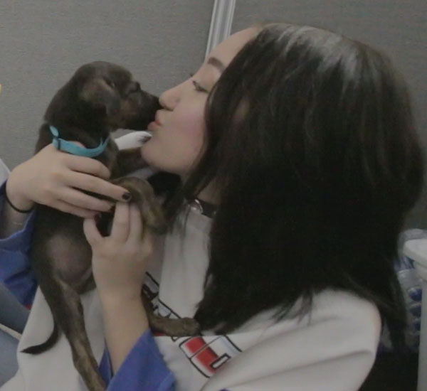 Miley Cyrus participou de festival de música que ajudou fundação de resgate de cães 1 miley cyrus participou de festival de musica que ajudou fundacao de resgate de caes pdd1