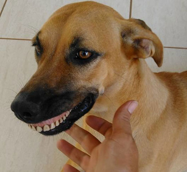 Presentes inusitados que cachorros já deram para seus tutores 1 presentes inusitados que cachorros ja deram para seus tutores pdd1