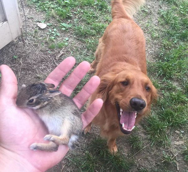 Presentes inusitados que cachorros já deram para seus tutores 3 presentes inusitados que cachorros ja deram para seus tutores pdd8