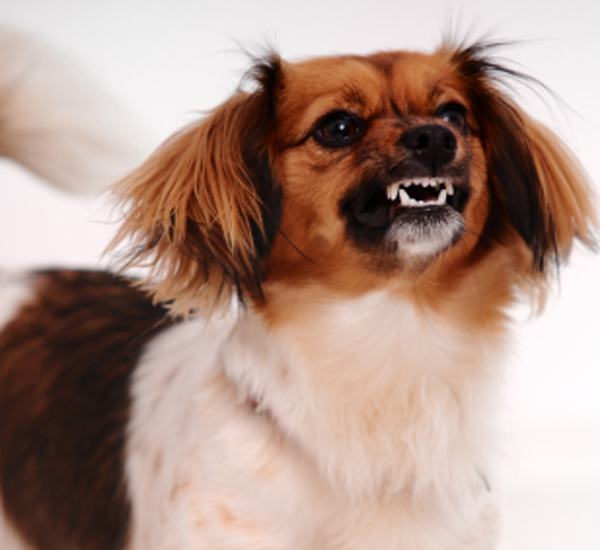 7 razões pelas quais os cachorros podem ser agressivos com outros cães 1 7 razoes pelas quais os cachorros podem ser agressivos com outros caes pdd5