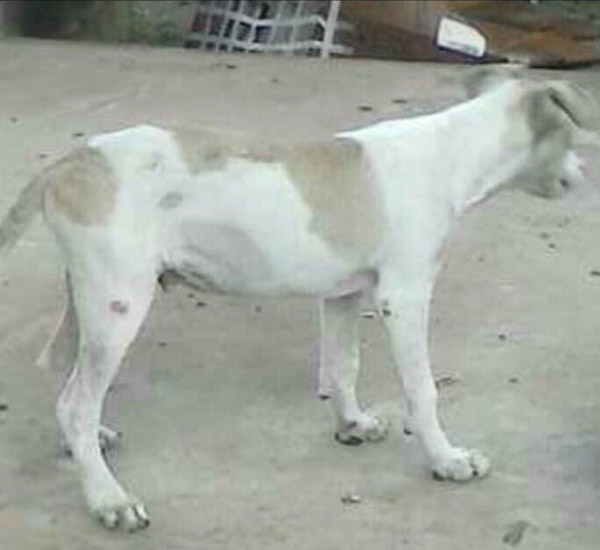 Após matar cachorro, policial é afastado de suas funções e crime será investigado 1 apos matar cachorro policial e afastado de suas funcoes e crime sera investigado pdd1