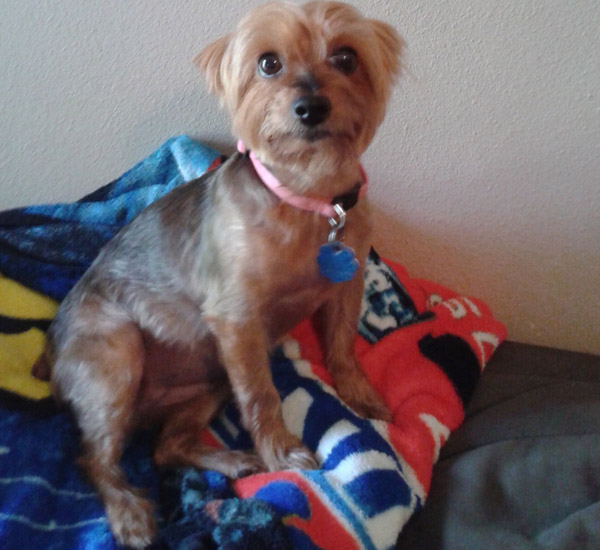 Após morte de cadelinha, mulher apresenta problema no coração conhecido como síndrome do coração partido 1 apos morte de cadelinha mulher apresenta problema no coracao conhecido como sindrome do coracao partido pdd1