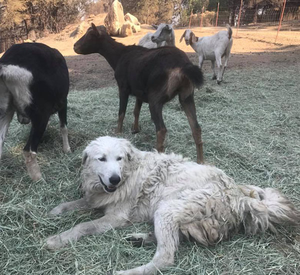 Cachorro fica em incêndio e protege rebanho de cabras da família 2 cachorro fica em incendio e protege rebanho de cabras da familia pdd2