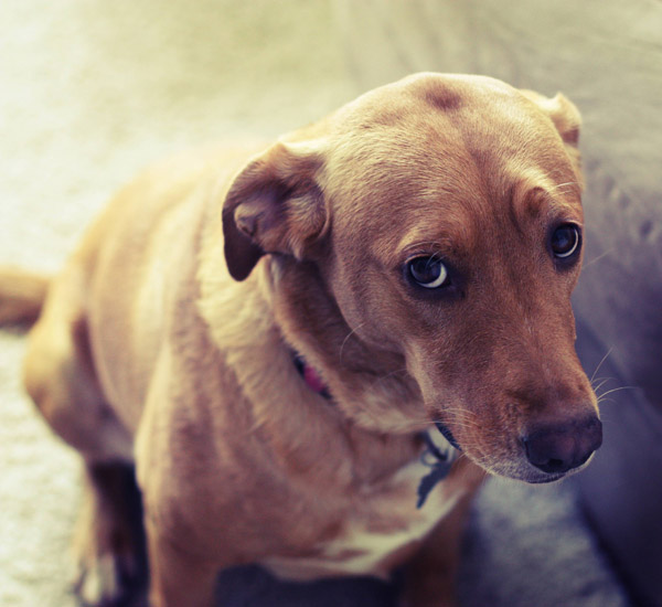 Cachorros usam diferentes expressões faciais para se comunicarem com os humanos 2 cachorros usam diferentes expressoes faciais para se comunicarem com os humanos pdd3