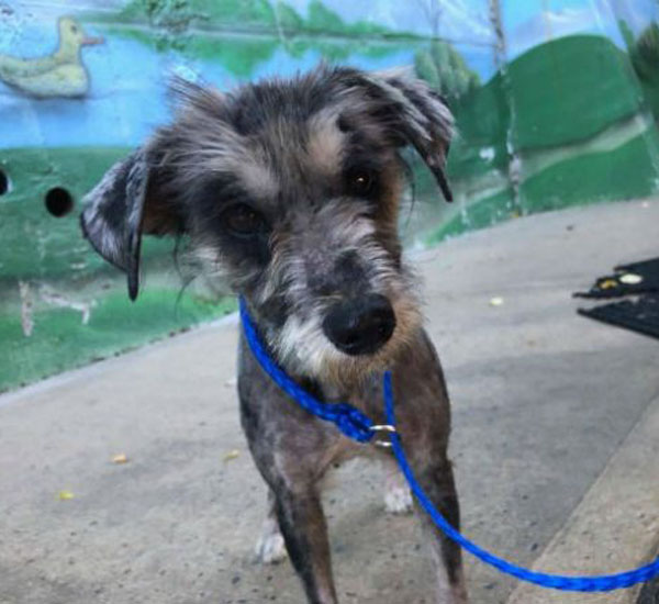 Cadelinha encontrada em um estado terrível por ONG consegue se recuperar 2 cadelinha encontrada em um estado terrivel por ong consegue se recuperar pdd2