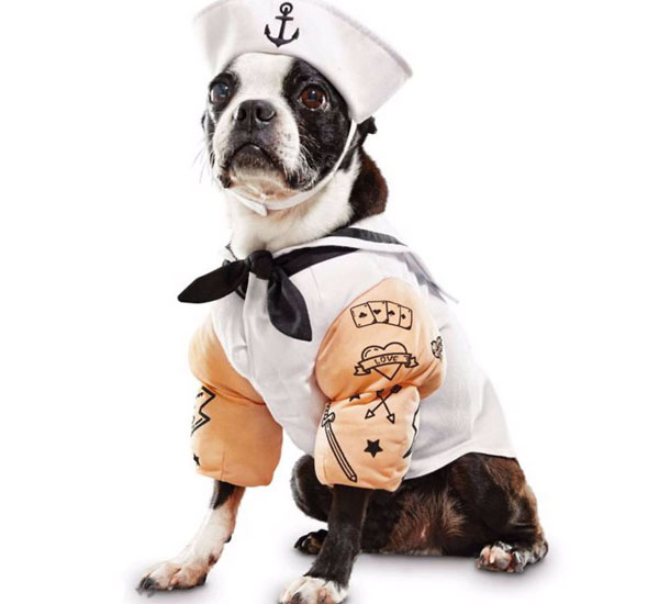 Cãezinhos que já estão com suas fantasias prontas para o Halloween 3 caezinhos que ja estao com suas fantasias prontas para o halloween pdd2