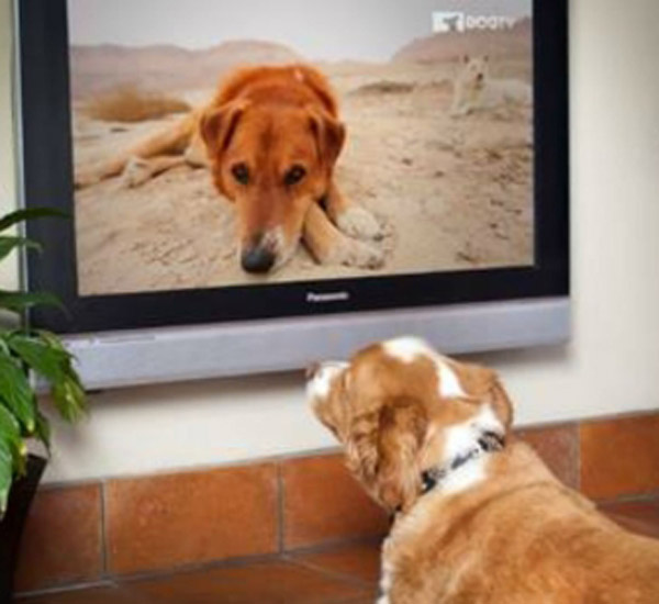 Canal de televisão próprio para cachorro chega ao Brasil 3 canal de televisao proprio para cachorro chega ao brasil pdd1