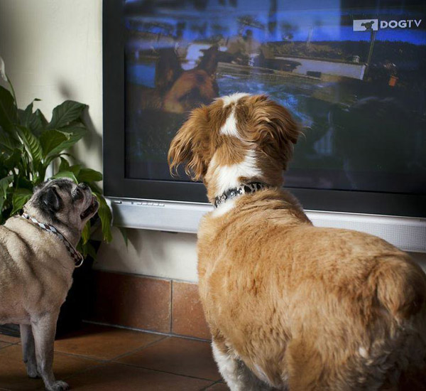 Canal de televisão próprio para cachorro chega ao Brasil 1 canal de televisao proprio para cachorro chega ao brasil pdd2