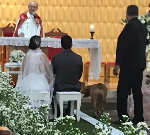 Cachorro foge de casa e participa de casamento em Teresina 3 dog6