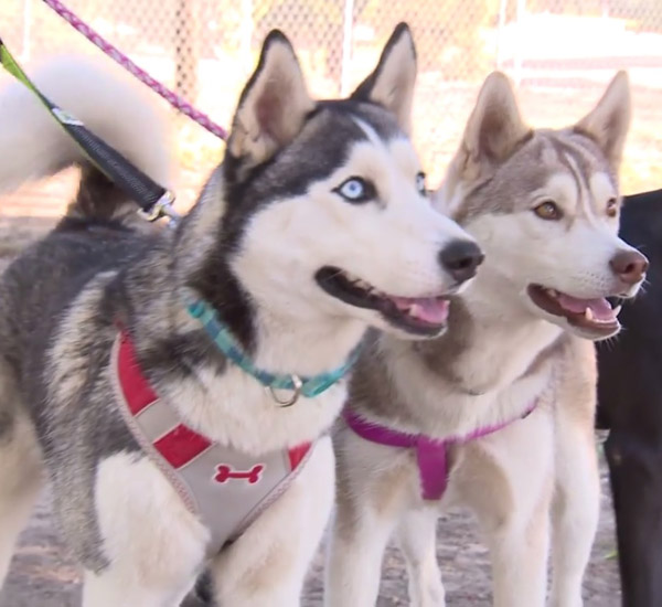 Duas cadelas são abandonadas com recadinho pedindo que elas não sejam separadas 1 duas cadelas sao abandonadas com recadinho pedindo que elas nao sejam separadas pdd3