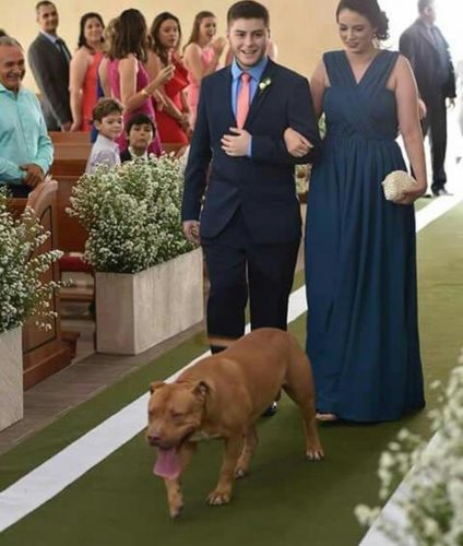 Cachorro foge de casa e participa de casamento em Teresina 1 sog13