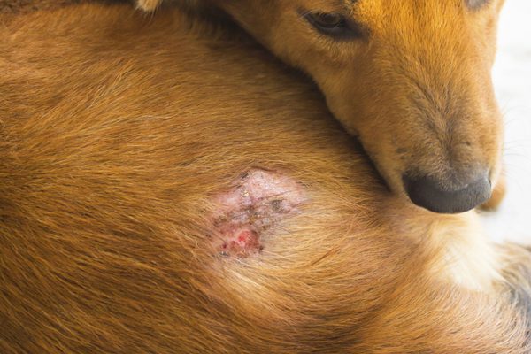 4 benefícios do óleo de coco para os cachorros 2 4 beneficios do oleo de coco para cachorros pdd3