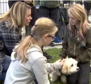80 cães foram adotados e terão uma nova vida. (Foto: Reprodução / CTV News)