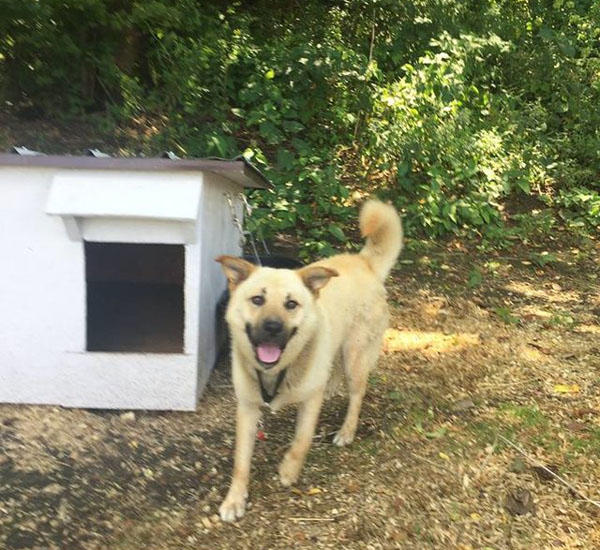 Após passar vida preso por corrente, cachorro finalmente está livre para correr 2 apos passar vida preso por corrente cachorro finalmente esta livre para correr pdd2