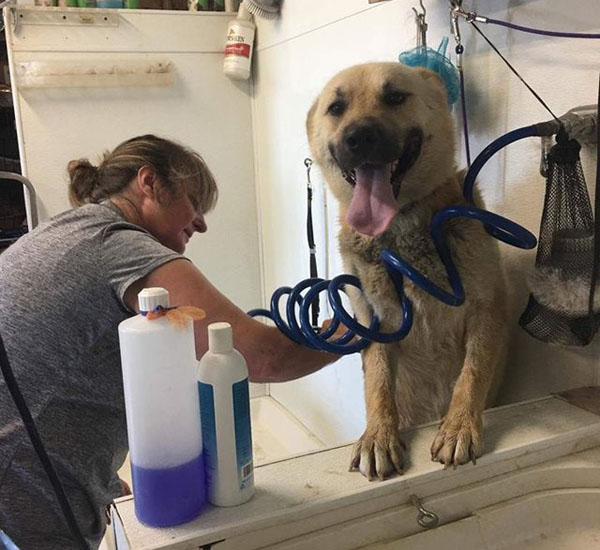 Após passar vida preso por corrente, cachorro finalmente está livre para correr 3 apos passar vida preso por corrente cachorro finalmente esta livre para correr pdd4
