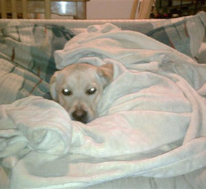 Hank carrega o cobertor para onde quer que ele vá. (Foto: Reprodução / Today / Alix John Tolley)