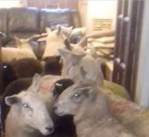 Por conta de uma pequena confusão,
 o cachorro acabou levando nove ovelhas para dentro da casa de seus tutores. (Foto: Reprodução / The Telegraph / FORTITUDE PRESS)