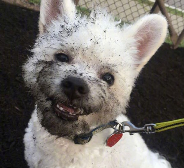 Cachorrinhos sujos de lama vão divertir seu dia, e fazer você pedir por um banho 1 cachorrinhos brincando na lama vao divertir seu dia e fazer voce pedir por um banho pdd4