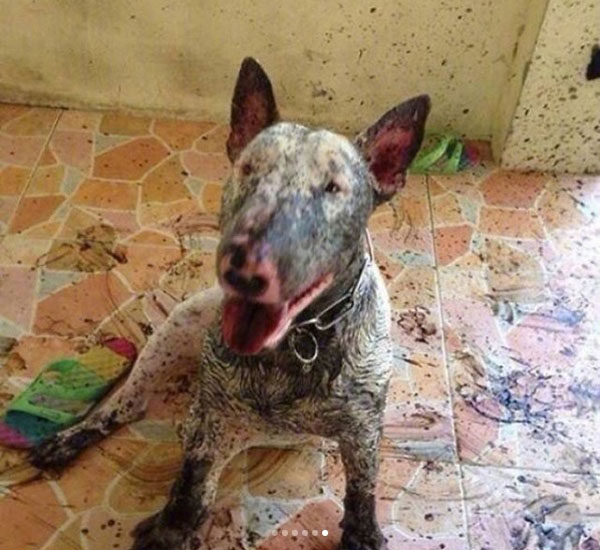 Cachorrinhos sujos de lama vão divertir seu dia, e fazer você pedir por um banho 5 cachorrinhos brincando na lama vao divertir seu dia e fazer voce pedir por um banho pdd6