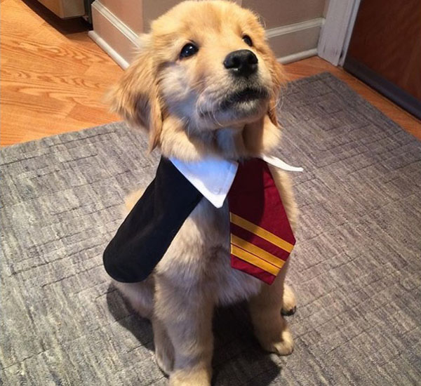 Cachorros fãs de Harry Potter se fantasiam de alunos de Hogwarts 1 cachorros fas de harry potter se fantasiam de alunos de hogwarts pdd1