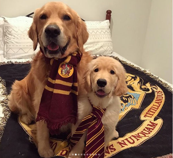 Cachorros fãs de Harry Potter se fantasiam de alunos de Hogwarts 2 cachorros fas de harry potter se fantasiam de alunos de hogwarts pdd2