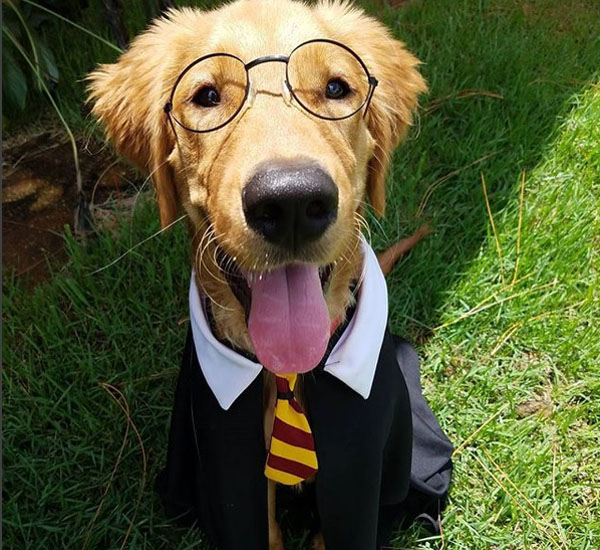 Cachorros fãs de Harry Potter se fantasiam de alunos de Hogwarts 5 cachorros fas de harry potter se fantasiam de alunos de hogwarts pdd5