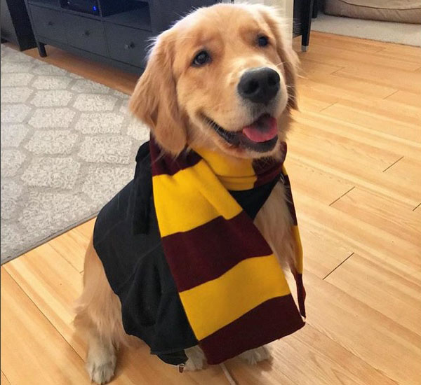 Cachorros fãs de Harry Potter se fantasiam de alunos de Hogwarts 8 cachorros fas de harry potter se fantasiam de alunos de hogwarts pdd8