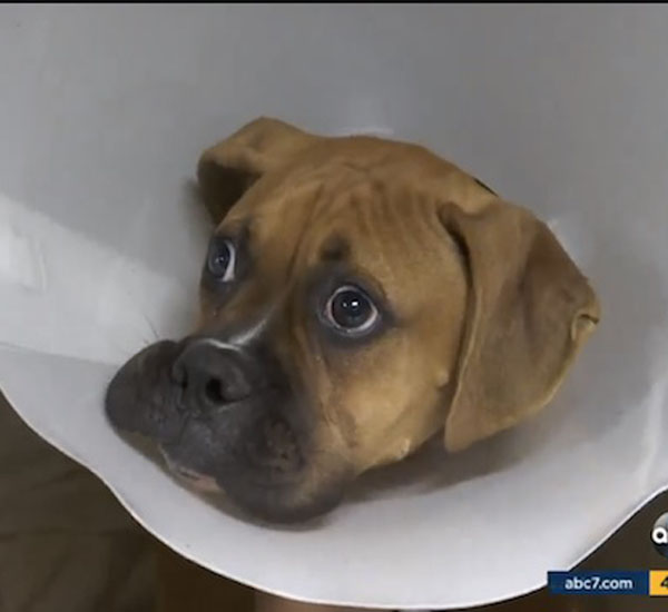 Cadela arrisca sua vida e salva sua família de ataque de cobra venenosa 1 cadela arrisca sua vida e salva sua familia de ataque de cobra venenosa pdd1