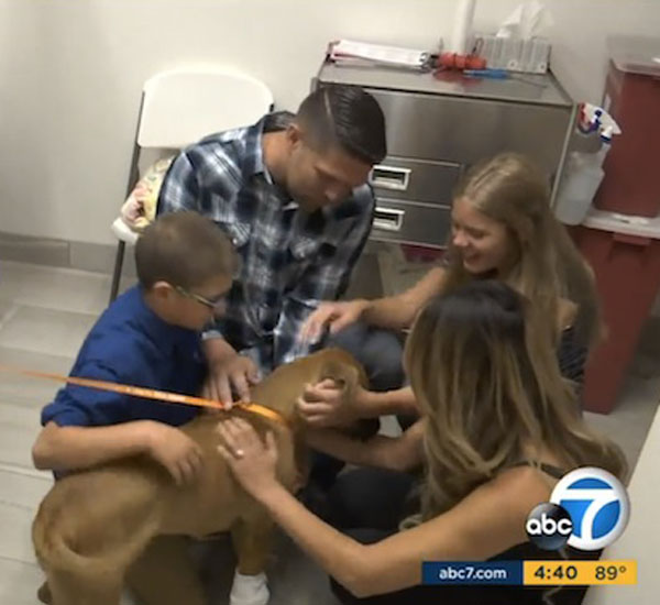 Cadela arrisca sua vida e salva sua família de ataque de cobra venenosa 2 cadela arrisca sua vida e salva sua familia de ataque de cobra venenosa pdd2