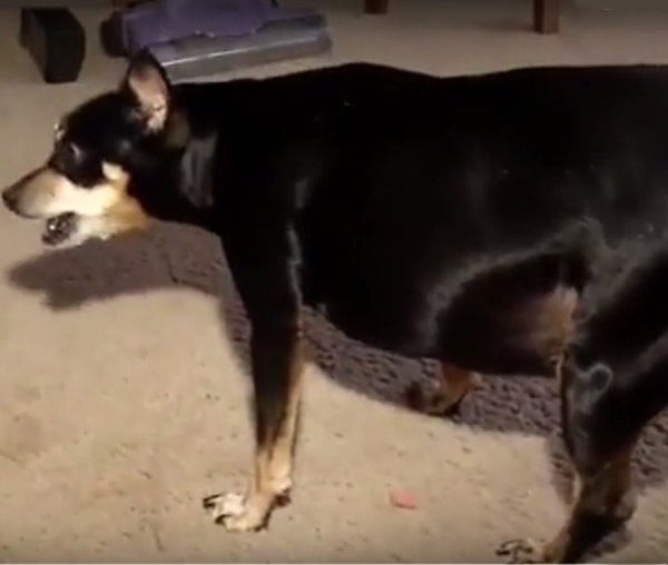 Cadela gordinha sobrevive a ataque de urso graças ao seu excesso de gordura 1 cadela gordinha sobrevive a ataque de urso gracas ao seu excesso de gordura pdd1
