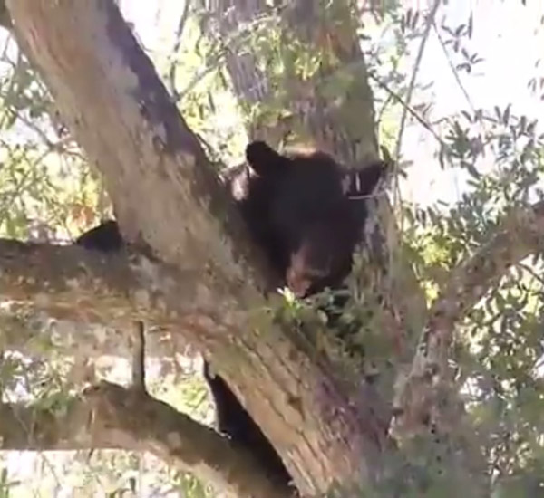 Cadela gordinha sobrevive a ataque de urso graças ao seu excesso de gordura 2 cadela gordinha sobrevive a ataque de urso gracas ao seu excesso de gordura pdd2